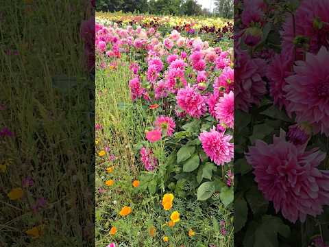 Pink Poppy flower #vancouver #britishcolumbia #canada #flowerlove #poppy