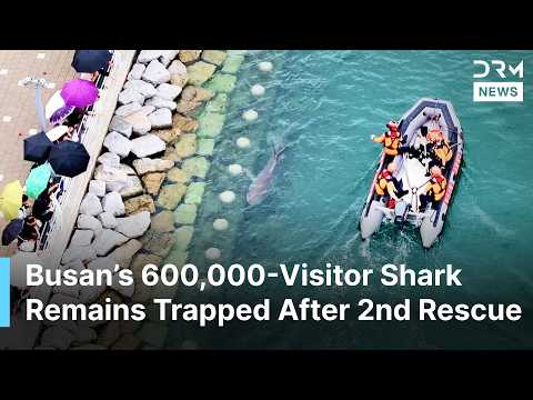 Busan’s Famous Shark 'Bukangi' Remains Stranded After Second Rescue Attempt Fails | AO1N