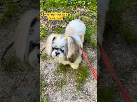 Helicopter spooks cute Shih Tzu! 😮🚁