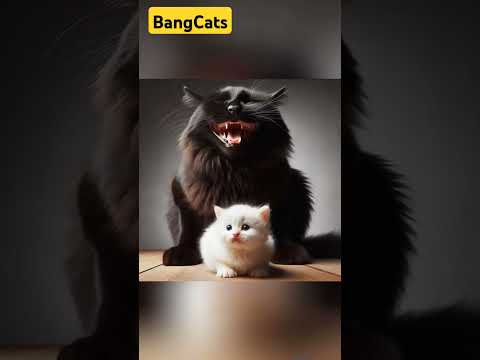 Innocence vs Darkness: A Tale of Two Cats