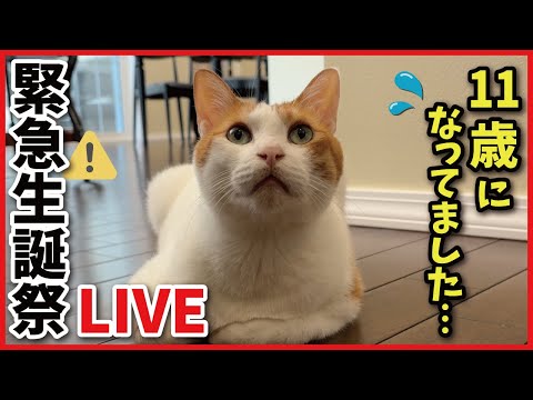猫の動画サムネイル - 【謝罪】師匠が11歳になりましたが生誕祭ライブすっかり忘れてましたごめんなさい生配信！！【関西弁でしゃべる猫】【猫アテレコ】