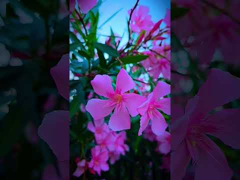 #flowers in the Street  #shortvideo