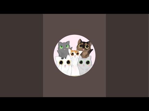 7/20 夕方のゲリラ猫配信🐱