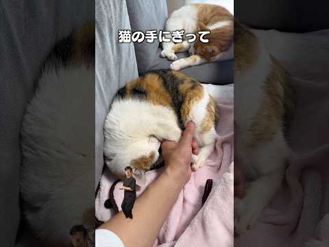 「猫の手握って」猫好きにおすすめ！音楽配信で楽しもう サムネイル