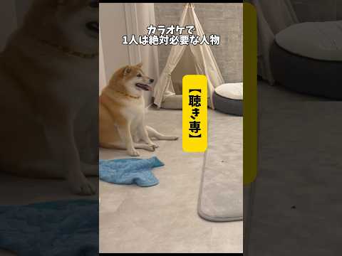 聞き上手な元豆柴【聴き専柴犬】#柴犬#シベリアンハスキー #shorts #youtubeshorts #youtube