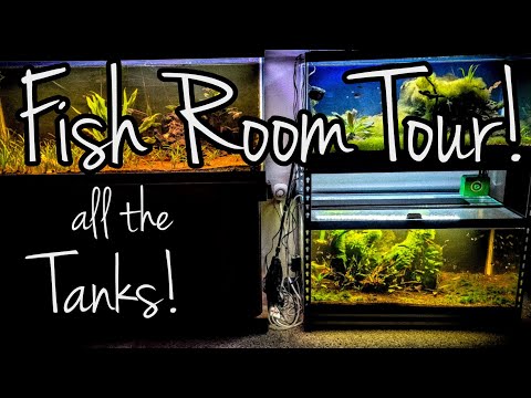 Fish Room Tour March 2023! A quick tour of all our fish tanks!

As an Amazon Affiliate I earn from qualifying purchases!

40 Br