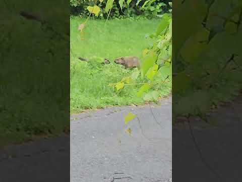 Groundhog/woodchuck-New Animal