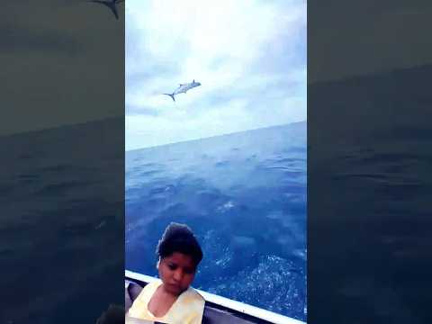 #freefire #shark #animals