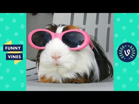 ULTIMATE Funny Animals Compilation 2017 - Best Animal Videos [30 MIN] | Funny Vine - UCd07rKJ7Q0pg5ths7Pz8k8Q
