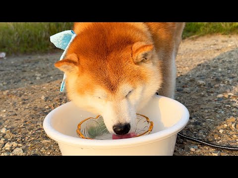 犬の動画サムネイル - お水を飲み終えると、のそのそ報告に来る柴犬