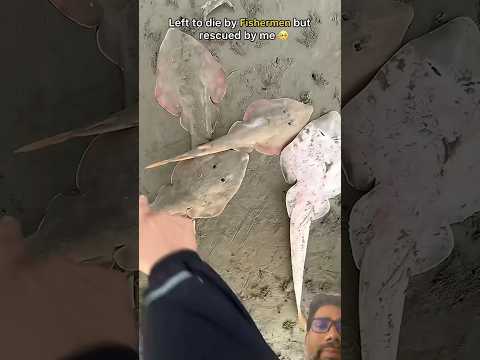 Fishing 🎣 saved #fishing #trending #viral #shortsfeed #shortsviral #viralvideo #cartoon #funny