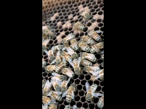 ‘I should’ve considered other options’ says Trump-voting honeybee farmer