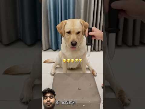 #funny #cute #automobile #lifeisbutadream #whowillbemylifepartnerta #haveitoldyoulatelythatiloveyou