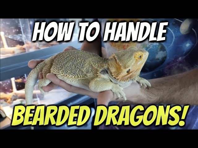 How to Pet a Bearded Dragon