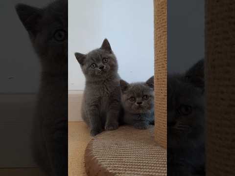 Little twin🫰 #catvideos #cute #cat #catlovers