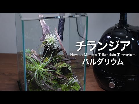 LEDで育てるチランジアを育てるパルダリウム【エアプランツ】