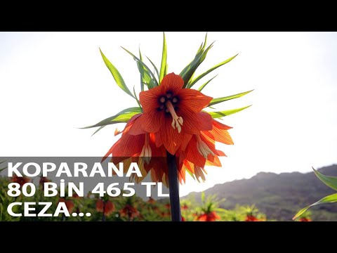 Ağlayan Gelinleri Koparanlara 80 Bin Lira Para Cezası