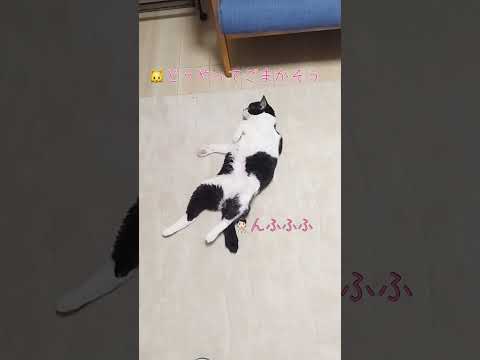 なにそのポーズは…大胆な寝相をごまかす猫【愛猫れいちゃん】#cat #猫 #保護猫 #shorts