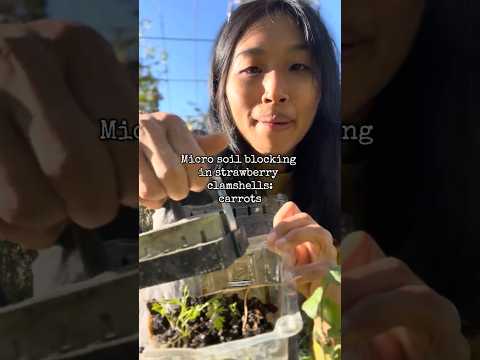 Micro soil blocking in strawberry clamshells: carrots