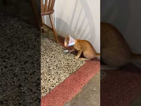 第一人稱逗貓 [大學廢生活278]