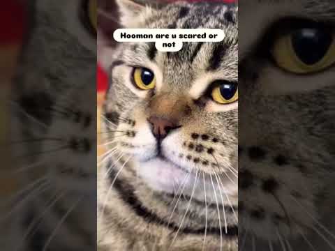 Volume up 🔊😼 #catvideos #kucing #cutecat #catshorts #kucinglucu