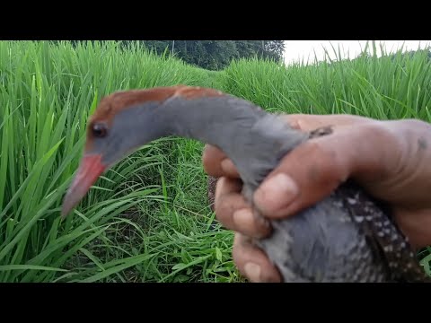 Cara memikat // menjerat burung sintar// burung ayam ayaman