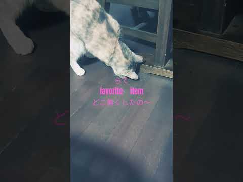 #らて #猫のいる暮らし #保護猫 #shorts