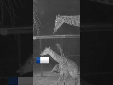 Baby Rothschild’s giraffe born in Chester Zoo