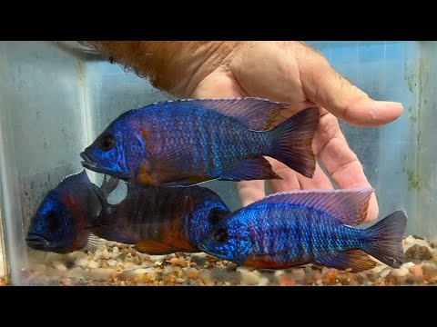 Aulonocara stuartgranti 'Chiloelo', a cichlid from Charles discusses breeder selection for this species of African cichlid, Aulonocara stuartgranti 'Ch