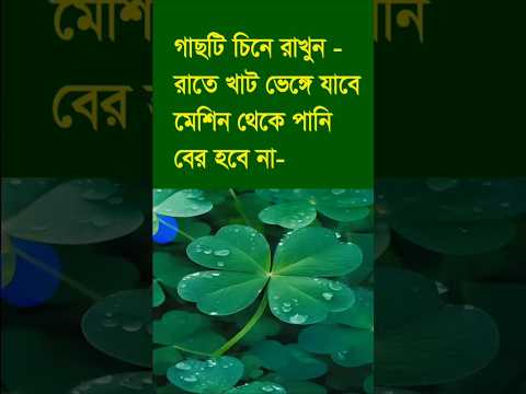การตอนมะละกอ โดยไม่ใช้ดิน ไม่ใช้ แกลบ ไม่ใช้ขุยมะพร้าว ใช้แค่น้ำเปล่า Crop cultivation method.