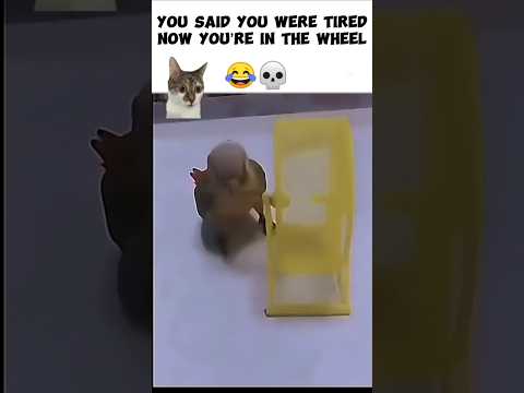 #funny #petshub #animals