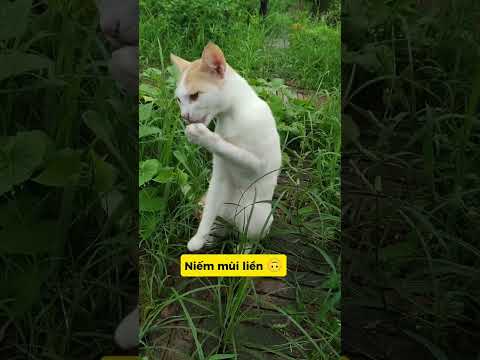 MÈO NGÃ NGỬA → BÁ CHỦ LÊN NGÔI 😼💥#vutrudramameo #meo #xuhuong #haihuoc #fyp