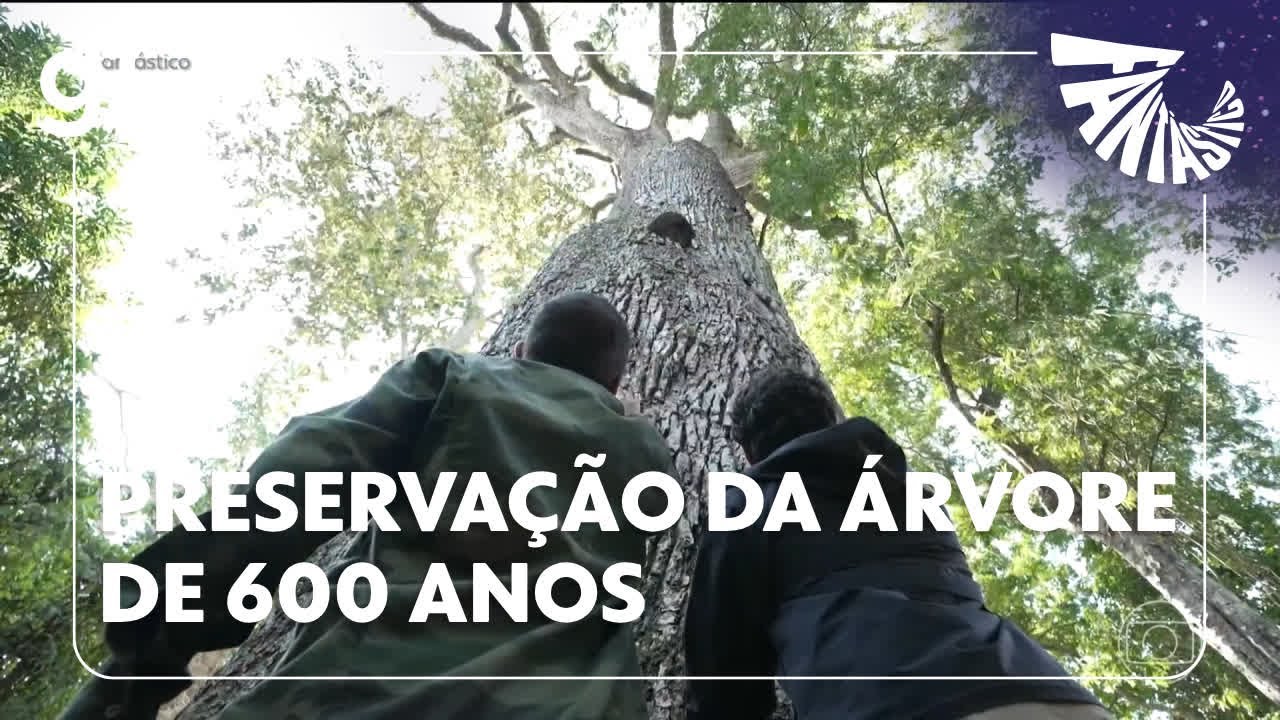 Fantástico confira a preservação do jequitibá rosa uma árvore de 600 anos