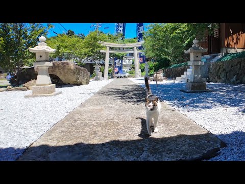 神社でちょっと休憩…と思ったら猫がモフられに来て癒された