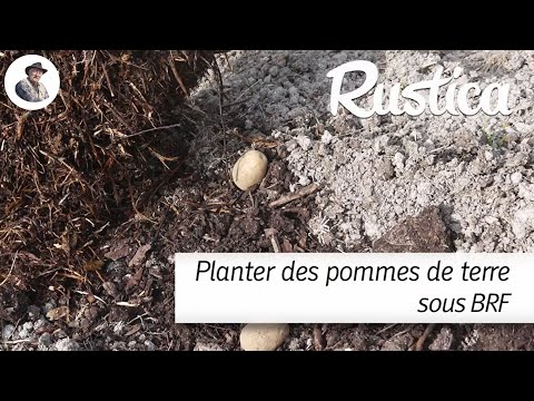 Planter des pommes de terre sous BRF