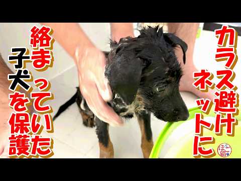 【野犬 子犬 お名前募集】初めてのシャンプーで噛まれました