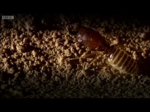 Defending the ant nest from intruders - Ant  Attack - BBC - UCGZXYc32ri4D0gSLPf2pZXQ