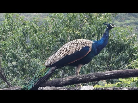 Welcome in my 368th support Live Strem || Connect 🔄 India🇮🇳 Connect 🔄 Globally 🌍