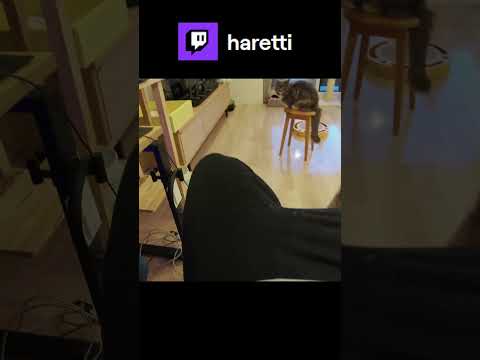 猫も呼び込み君で来ちゃうんです #twitch #cooking #haretti #cat #siberian #catvideos #catshorts