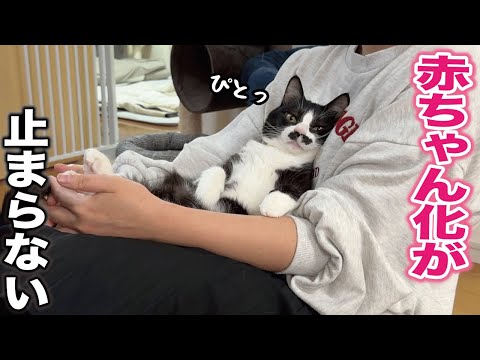 多分自分のことを人間の赤ちゃんだと思い込んでる甘えん坊猫