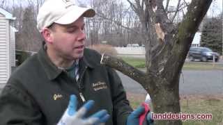 How To Prune (Not Kill) Trees And Shrubs - Youtube