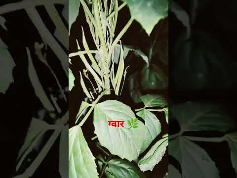 ग्वार की खेती 🌧️🌧️👁️ #hindisong #love #song