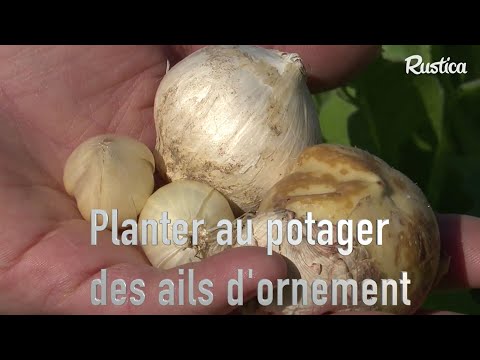 Cultiver des ails ornements au potager