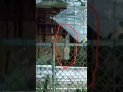 （ショート動画）首⚪️の霊　#心霊スポット #心霊 #怪現象 #廃墟