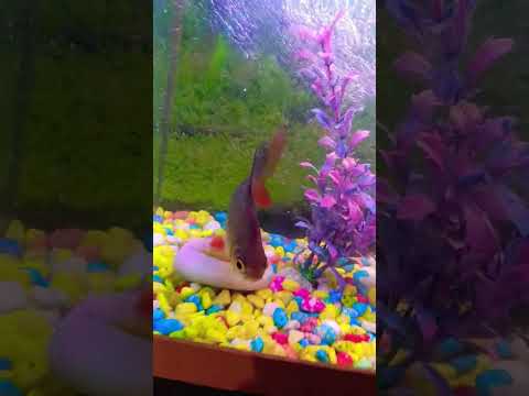 ye kya mila #aquarium #funny #fishtank