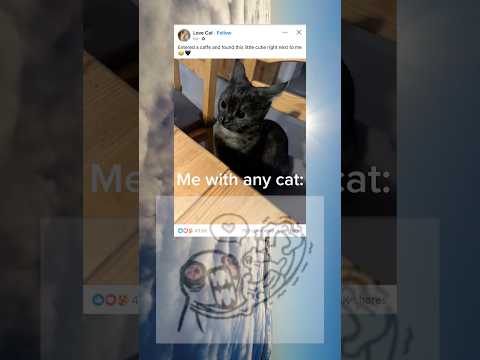 I rlly wished I have one, cuz I never touched one b4 #cat #cats