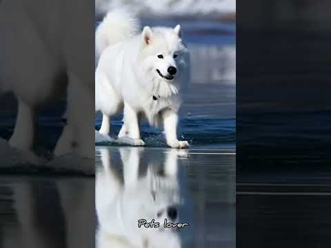 dog 🐶#dogvideo #dog #dogsofinstagram #dogs #dogvideos #dogoftheday #doglover #dog