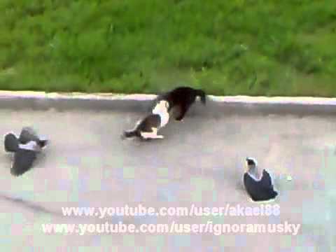 Epic Cat Fight (cat's horror) Crows vs Cat vs Cat Street Fight - UCkIAPBRr82MUFDiHHjw8JpQ
