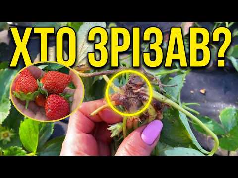 Рятувати Полуницю!🍓Шкідник чи хвороба?🍓Як приживається вкорінення копанки!