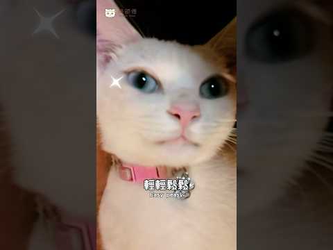 貓咪是不是都在裝睡？｜Is the cat faking sleep?